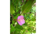 Rose evening primrose