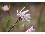 Star Magnolia