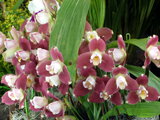 Lycaste Kiama  'Miss Kobe'