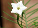 Cypress Vine