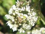 Capsella bursa-pastoris