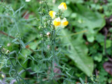 Linaria vulgaris