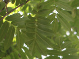 Pterocarya rhoifolia