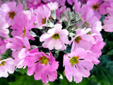 Primula