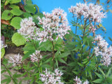 Eupatorium japonicum