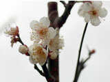 Prunus mume  'Hakutaka'