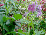 Nicotiana