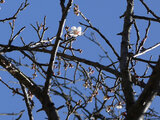 Prunus mume 'Ryokugakushidare',