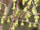 Corylopsis spicata