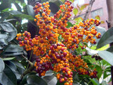 世界の国花 グアテマラ共和国 Guatemala GT