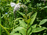 gooseneck loosestrife