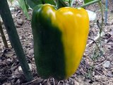 Bell pepper