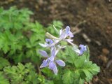 Delphinium anthriscifolium