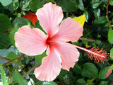 Hibiscus 