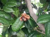 Camellia japonica