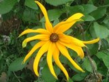 Helianthus tuberosus