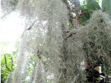 Spanish moss