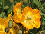 Iceland Poppy