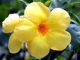 Allamanda