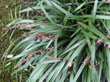 Liriope muscari