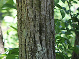 Tilia japonica