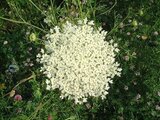 Daucus carota