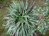 Liriope muscari