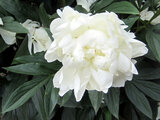 Chinese peony