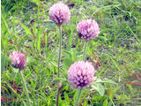 Red clover