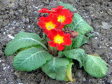 Primula polyantha