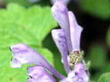 Scutellaria indica