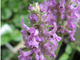 Betonica officinalis