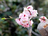 Prunus mume 'Kaicyu houshi'