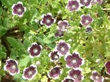 Nemophila menziesii　'Peny black'