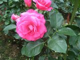 Rose 'Urara' 