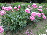 Chinese peony