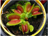 Dionaea muscipula