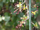 Hall crabapple