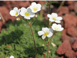 saxifraga pubescens  'snow cap'