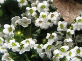 Alyssum