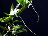 Angraecum florurentum