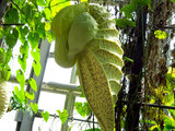 Aristolochia grandiflora