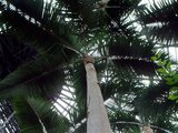 King palm