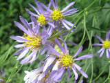 Aster tataricus