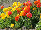 Iceland Poppy