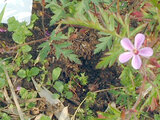 Geranium robertianum