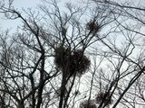 Common mistletoe