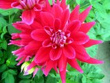 Dahlia