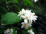 Fuzzy deutzia