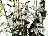 Dendrobium smirie 